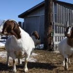 An update to the 2003 code of practice for the care and handling of goats in Canada was announced April 11 by the National Farm Animal Care Council. | File photo