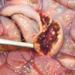 Multiple small areas of pus and dead tissue in this lymph node, located near the intestines, is typical of caseous lymphadenitis in sheep and goats. | Jamie Rothenburger photo