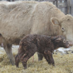Calves need colostrum because they do not get antibodies from the mother while in the womb. | File photo