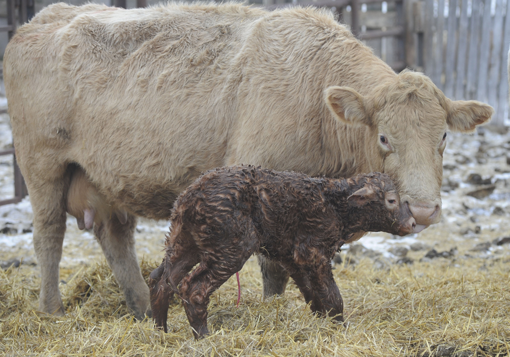 Calves need colostrum because they do not get antibodies from the mother while in the womb. | File photo