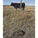 Agriculture Canada researchers won’t be using the real thing while studying climatic impacts on parasite contamination rates in pastures. | File photo