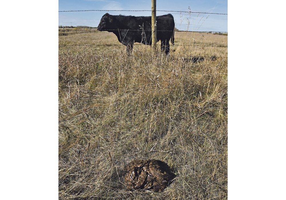 Agriculture Canada researchers won’t be using the real thing while studying climatic impacts on parasite contamination rates in pastures.  |  File photo