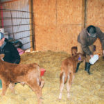 Looking after quadruplet calves is a lot of work. Benjamin Brinkman, left, and Carman Moxham supplement their nursing with bottle feedings. | Karen Briere photo