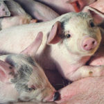 Market observers estimate that it will be five to seven years before China can rebuild its hog herd and restore the traditional import balance. | Reuters photo
