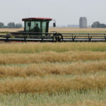 International Trade Minister Jim Carr told the House of Commons trade committee last week that the Canadian Food Inspection Agency and officials are working to refute China’s claims of pests in shipments and seek other markets for canola.
| File photo