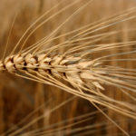 A team of international researchers has sequenced the durum genome, an accomplishment that will contribute to the development of new and more productive durum wheat varieties for growers in Canada and around the world. | File photo