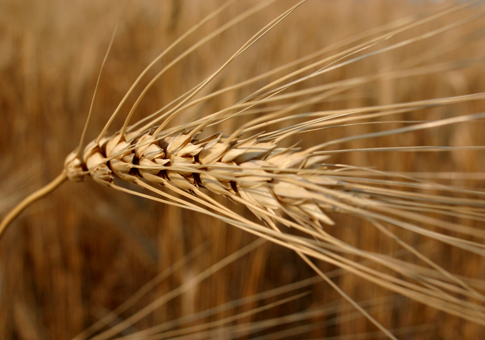 A team of international researchers has sequenced the durum genome, an accomplishment that will contribute to the development of new and more productive durum wheat varieties for growers in Canada and around the world. | File photo