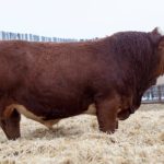 Stefon and Rebecca Beechinor of Bentley, Alta., and partner JNR Farms of Willingdon, Alta., sold a 15-month-old Simmental bull named BLL Kalibre 762E for $275,000 to Christel and Steve Humbke and Ken and Carol Warkentin and of Starwest Farms, who own Starwest Farms and have farms at Calmar, Alta., and Chilliwack, B.C.
| Stefon Beechinor photo