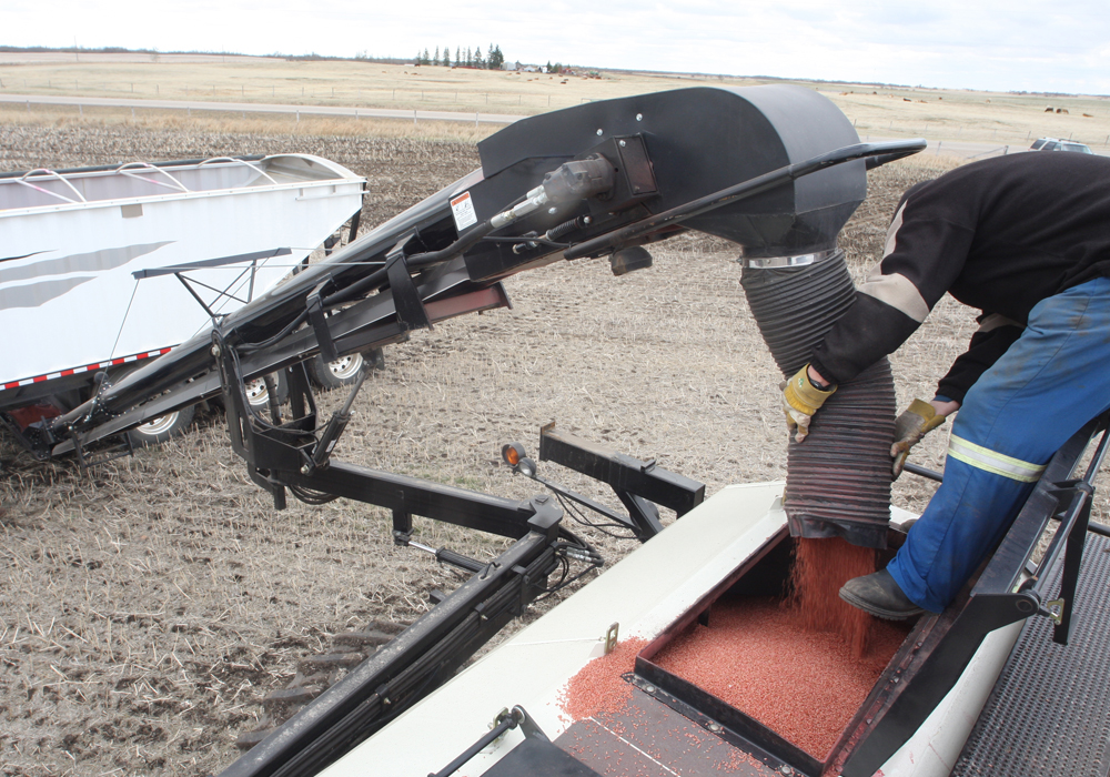 On-line consultations surrounding the controversial issue of farm-saved seed royalties are on track to be launched this spring, according to an official from the Canadian Food Inspection Agency. | File photo