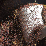 ICE Futures canola contracts moved lower during the week ended April 17, but remain stuck in a sideways trading range overall waiting for some fresh market moving news. | File photo