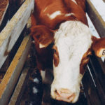 Making improvements to chutes and corrals is one of the ways that cattle producers can make their operations more efficient and economical. | File photo