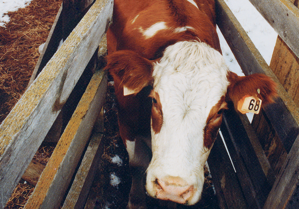 Making improvements to chutes and corrals is one of the ways that cattle producers can make their operations more efficient and economical.  |  File photo