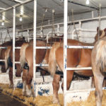 The 17 percent reduction in pregnant mares’ urine production will affect four ranches in Manitoba and one in Saskatchewan. | Brenda Hunter photo