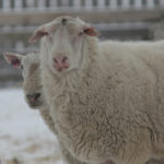 Ram sperm frozen for 50 years has been awakened to impregnate 34 ewes in Australia. | File photo