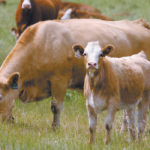 Canadian beef exports add at least $600 per head in value, compared to the domestic market, and numbers show that trade is accelerating.
| File photo