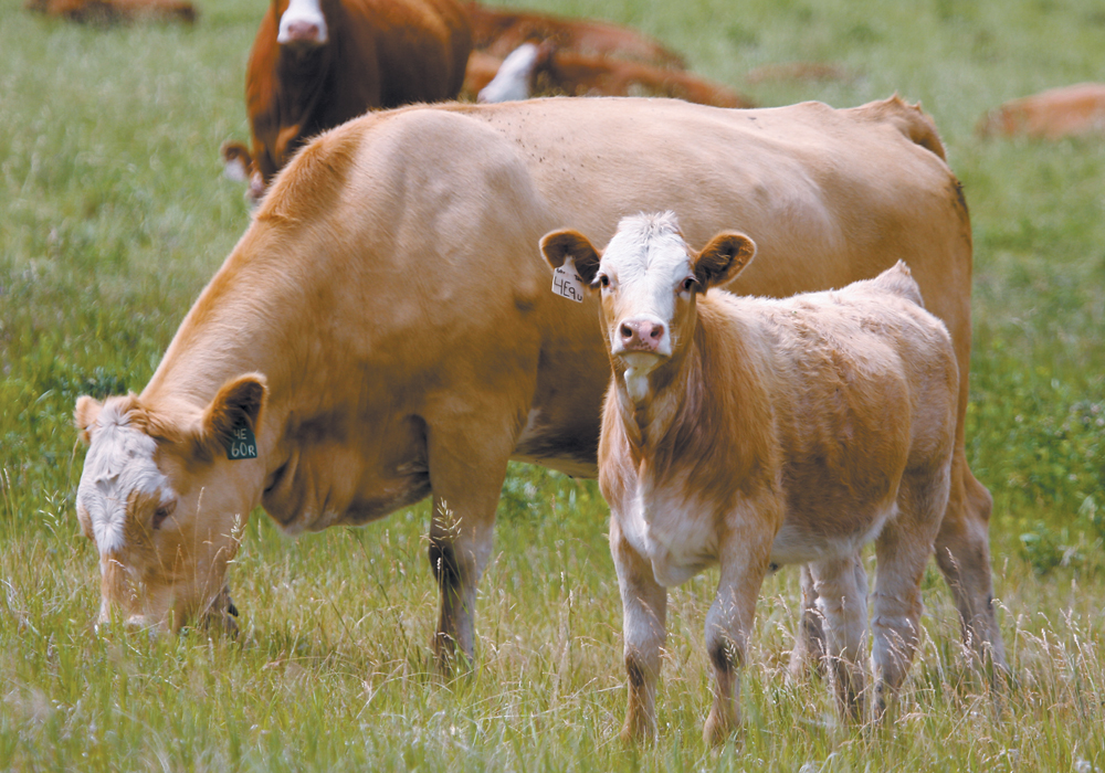 Canadian beef exports add at least $600 per head in value, compared to the domestic market, and numbers show that trade is accelerating.  | File photo