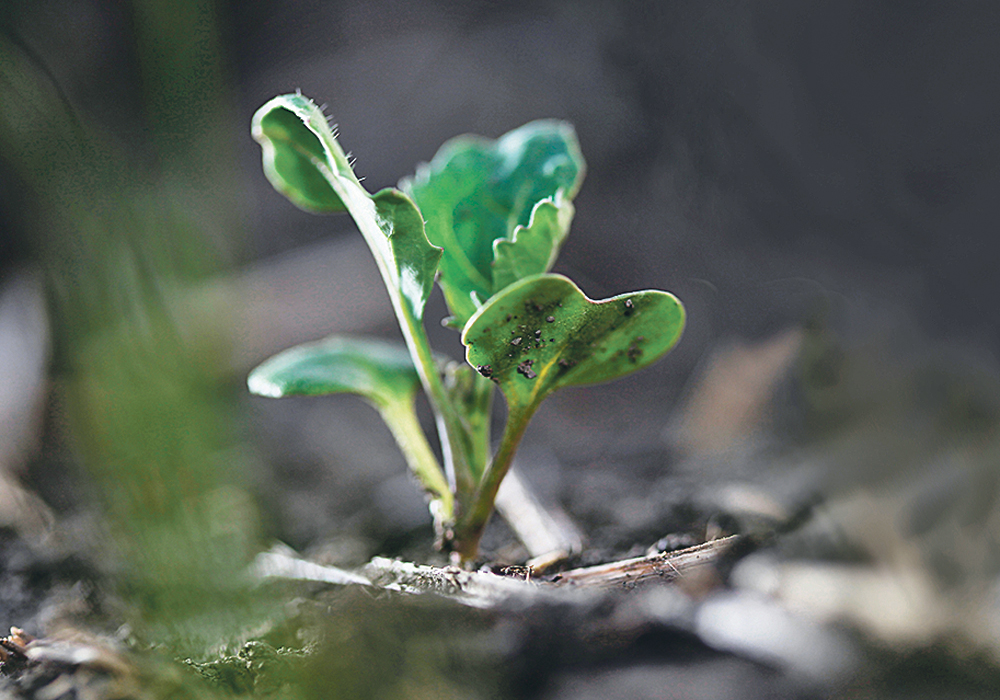 Early seeded canola can avoid some threats by getting a good start, even in cold soil, but hard frosts in late May can end what would have been a great crop fairly quickly.  | Michael Raine photo