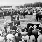 This 1949 scene at the Central Alberta Pavilion was typical of the 4-H shows for many years. Joe Johnson, farm manager at the University of Alberta, was judge, assisted by Howard Fulcher. Joe Biglands, centre with cane, is speaking with Wilf Edgar, a prominent Hereford breeder. Roy Ballhorn is standing beside Edgar. | Lacombe, the First Century photo