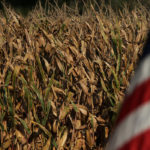 The ruling, issued by the WTO's Dispute Settlement Body (DSB), stated China did not apply the TRQ's on imports of wheat, rice and corn from the U.S. in a