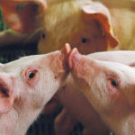 Marie-Claude Bibeau may be what the hog industry needs as it scrambles to protect itself from the threat of African swine fever. | REUTERS/Kacper Pempel photo