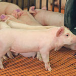 It’s now thought that 40 percent of China’s hogs have disappeared because of African swine fever. | File photo