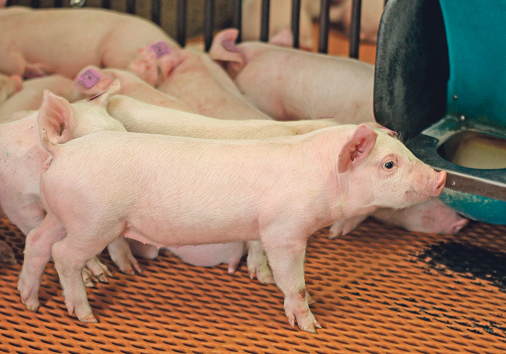It’s now thought that 40 percent of China’s hogs have disappeared because of African swine fever.  |  File photo