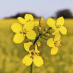 Canola growers who are facing the prospect of losing access to the Chinese market say making it easier to borrow more money will not solve the problem. | File photo