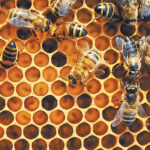 Health Canada has released its final decision on neonic insecticides and their potential impact on bees and other pollinators. The department will take several steps to reduce the risk to bees, but neonic seed treatments will not be affected. | File photo