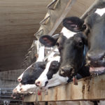 Alberta dairy farms are being sought to take part in a study on dairy cow longevity conducted by the University of Calgary, faculty of veterinary medicine. | File photo