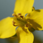 Statistics Canada's acreage report provided something of a much needed bounce for canola bids. | File photo