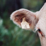 The Canadian Cattle Identification Agency has a long-term study on ear tag retention that looks at a variety of environments.
| File photo