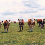 Genetics play a role in meat tenderness, but animal handling practices and carcass treatment are more important. | File photo