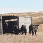 Maintaining trucks and trailers to prevent potential accidents is a key aspect of transporting livestock. | File photo