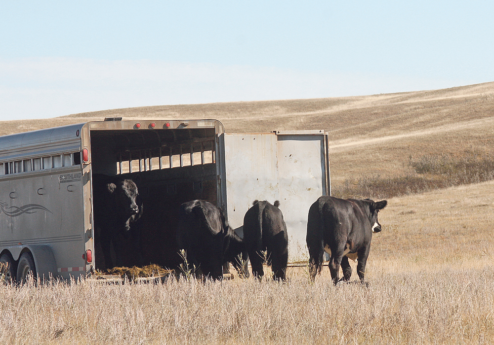 Maintaining trucks and trailers to prevent potential accidents is a key aspect of transporting livestock.  |  File photo
