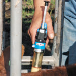 A recent study found that 97 percent of cow-calf producers vaccinate their cattle with at least one type of vaccine. | File photo