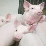 Older pigs infected with the porcine epidemic diarrhea virus may become sick and go off their feed but usually recover. However, it is 100 percent fatal for young piglets. | File photo