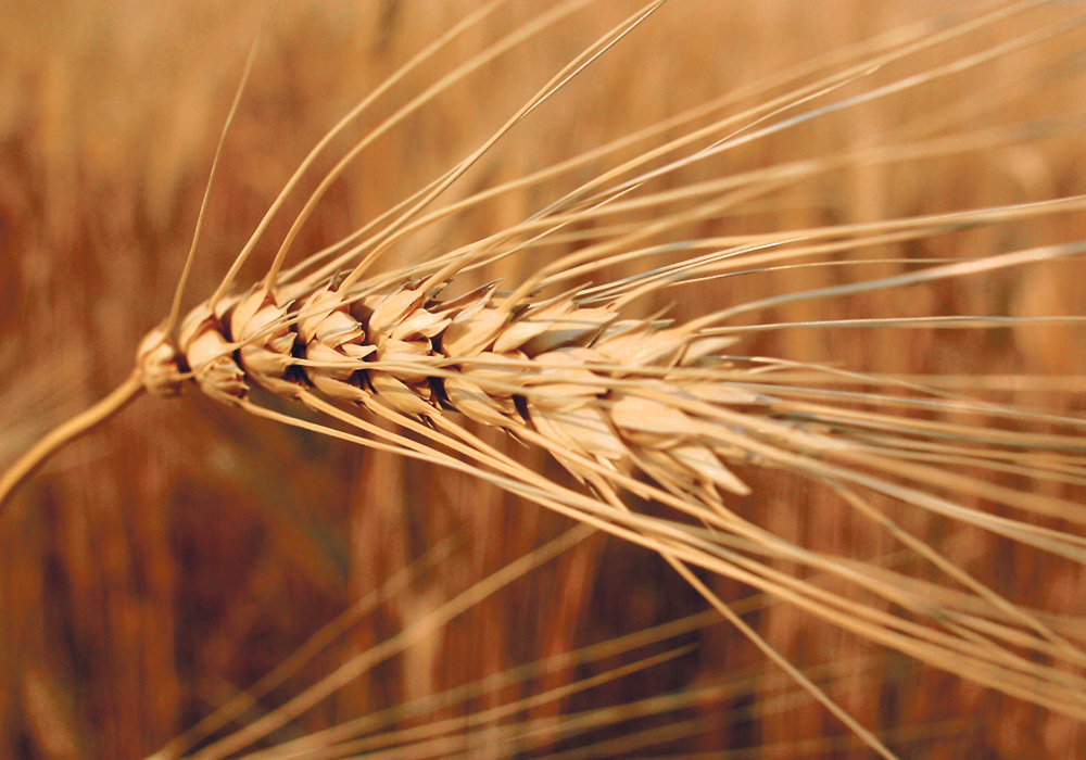 The completion of the sequencing project is considered an important accomplishment that will support durum research and breeding efforts around the world.  |  File photo