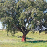 This is a typical cork tree in southern Portugal. Note the date numberwhen the bark was last harvested marked on the trunk. | Duane McCartney photo