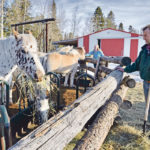 The Appelmans keep horses for pleasure riding as well as working with their cattle. They intend to train the Norwegian Fjords to do some riding in the mountains. | Maria Johnson photo