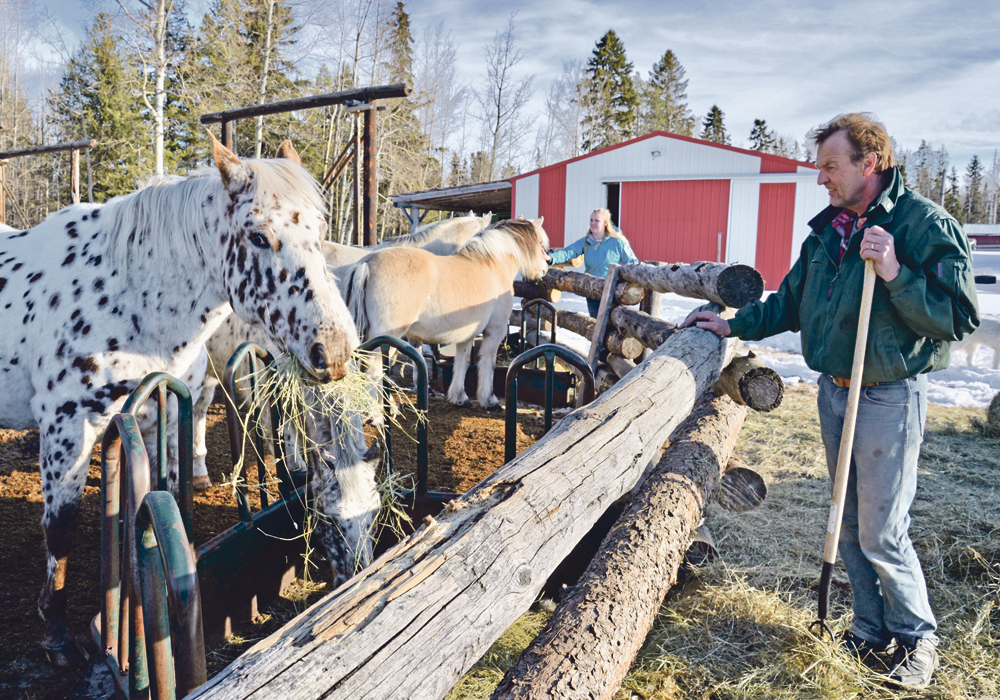 The Appelmans keep horses for pleasure riding as well as working with their cattle. They intend to train the Norwegian Fjords to do some riding in the mountains.  |  Maria Johnson photo