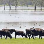 A report says significant flooding that followed a drought in Australia is an example of a food shock. Countries such as Canada, the United States and Australia can see a drought in one area and a bumper crop in another, which smooths out the shocks, but not all countries are as fortunate. | REUTERS/Jason Reed photo