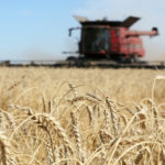Producers grow wheat, rice, corn and soybeans on more than 50 percent of the world’s agricultural land. | File photo