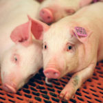 The tariffs that would result if Great Britain left the European Union without a deal could make EU pork less competitive in Britain, and North American pork more competitive. | File photo