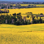Western Canadian farmers face a unique set of challenges and risks that requires a uniquely western Canadian approach to balancing the opportunities of coming decades with much higher levels of risk than faced by most of our competitors. | File photo