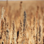American hemp acres are expected to be nearly triple what Canadian producers planted last year, but the extra production isn’t likely a huge threat to Canada’s hemp sector because Americans are focused on CBD and Canadians produce hemp grain for food. | File photo