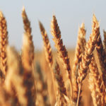 China has been found guilty of mismanaging its tariff-rate quotes for wheat, as well as corn and rice. | File photo