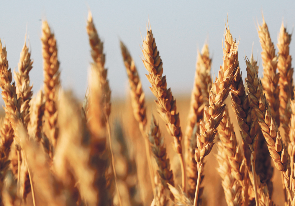 China has been found guilty of mismanaging its tariff-rate quotes for wheat, as well as corn and rice.  |  File photo