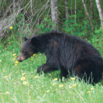 Conservation officers are frustrated over having to put down bears that feed on piles of grain left on Highway 5 in the interior of British Columbia. Officials have been unable to get to the bottom of the problem. | File photo