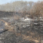 SSGA president Bill Huber said an estimated 120 kilometres of fence have also been destroyed and the replacement cost is about $3,000 per km. | Paul Yanko photo