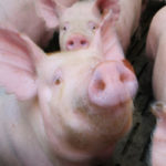Hog farmers and pork processors are hoping that China hasn't added Canadian pork to its trade retaliation targets. | File photo
